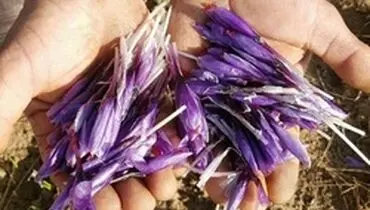 سود خرید حمایتی زعفران در جیب دلالان