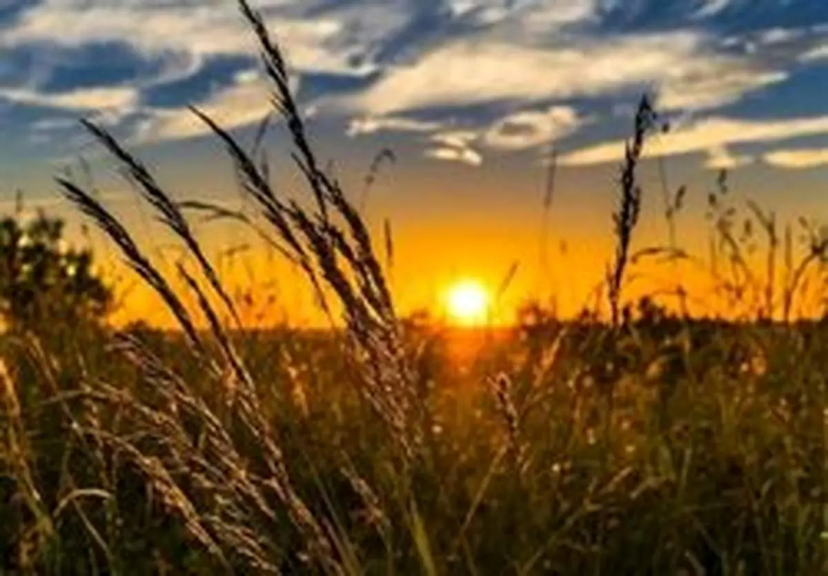 تعیین نرخ تضمینی خرید گندم در سال ۹۹