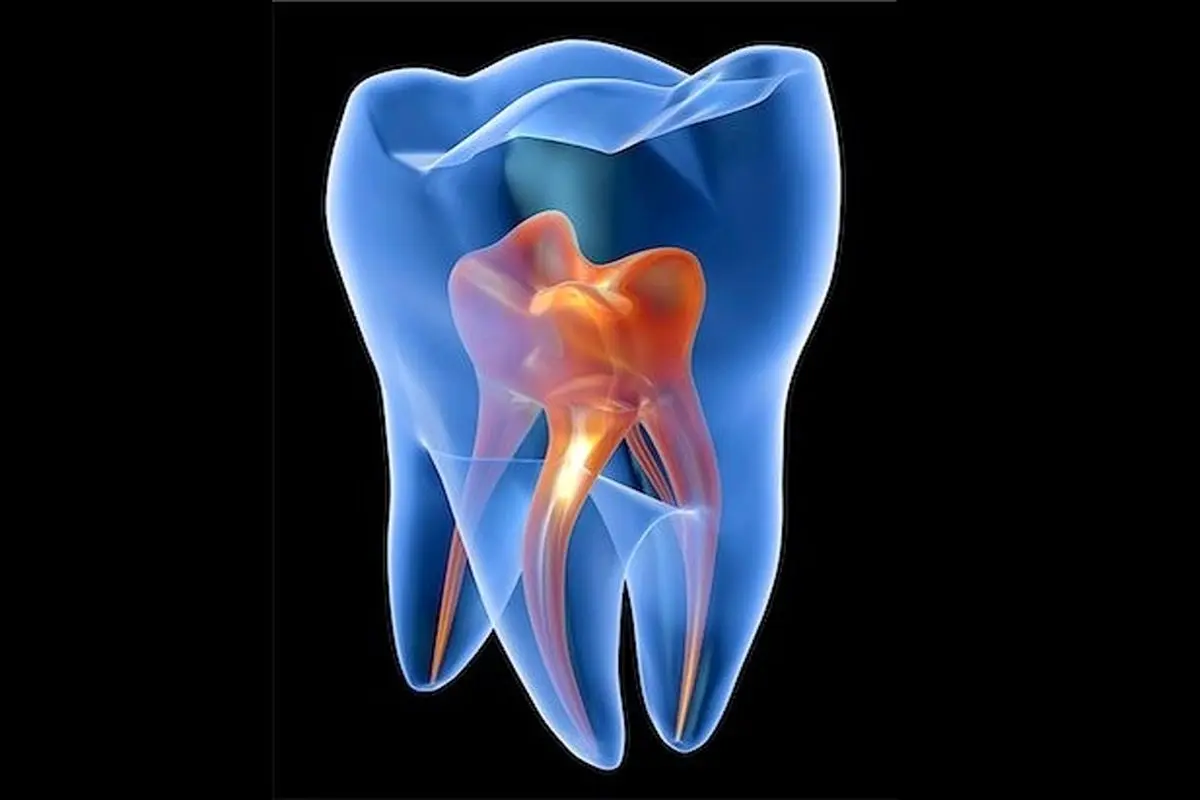 فیلم| تولید مجدد دندان با سلول های بنیادی