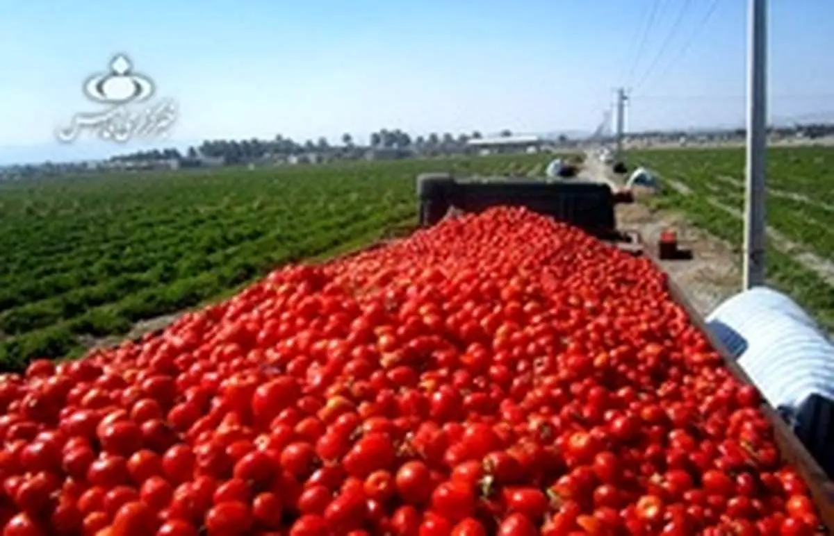 وقتی خواب گوجه برای لاکچری‌شدن تعبیر شد!