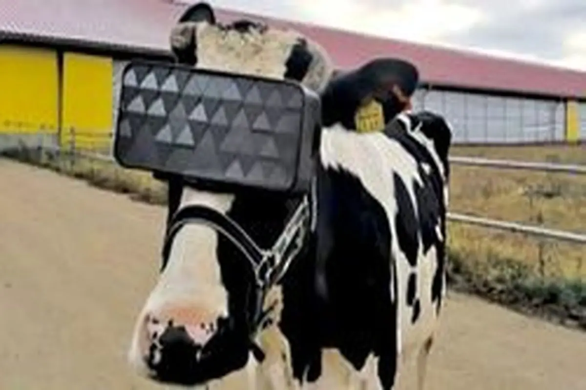 نصب عینک‌های VR روی صورت گاو‌های روسی برای تولید شیر بیشتر