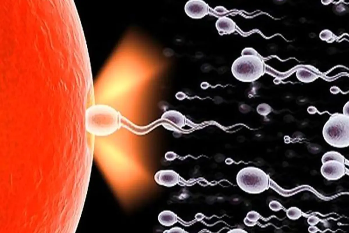 تعداد اسپرم لازم برای بارداری چقدر است؟