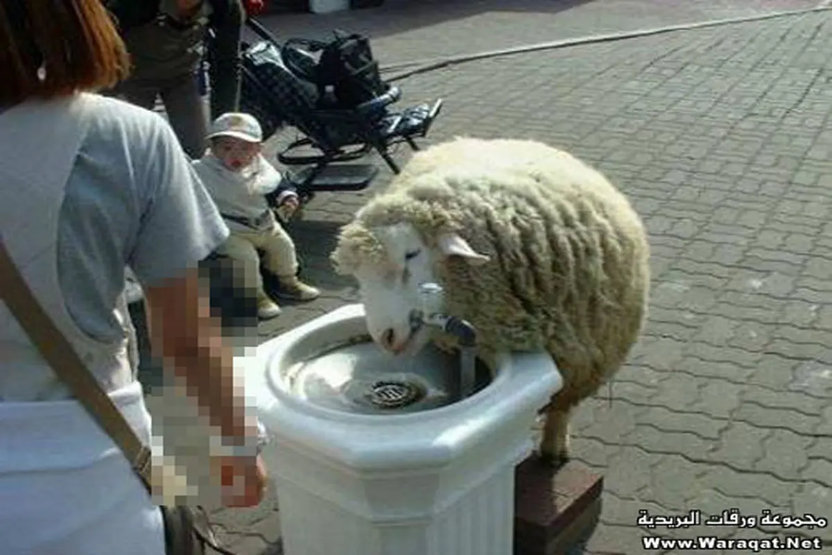 عکس:گوسفند پسا مدرن!
