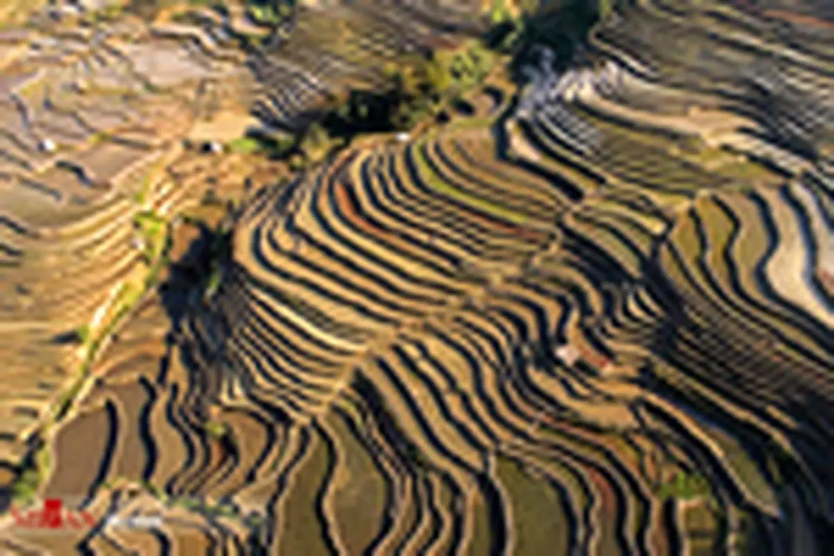 تراس‌های برنج در چین