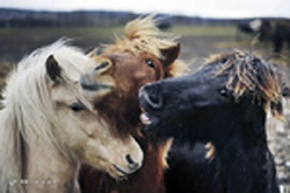 اسب‌های ایسلندی