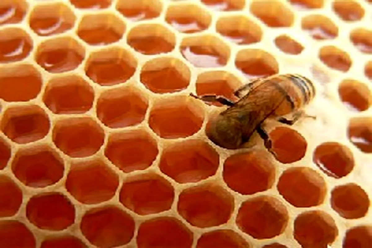 ضد عفونی کلیه‌ها با مصرف عسل