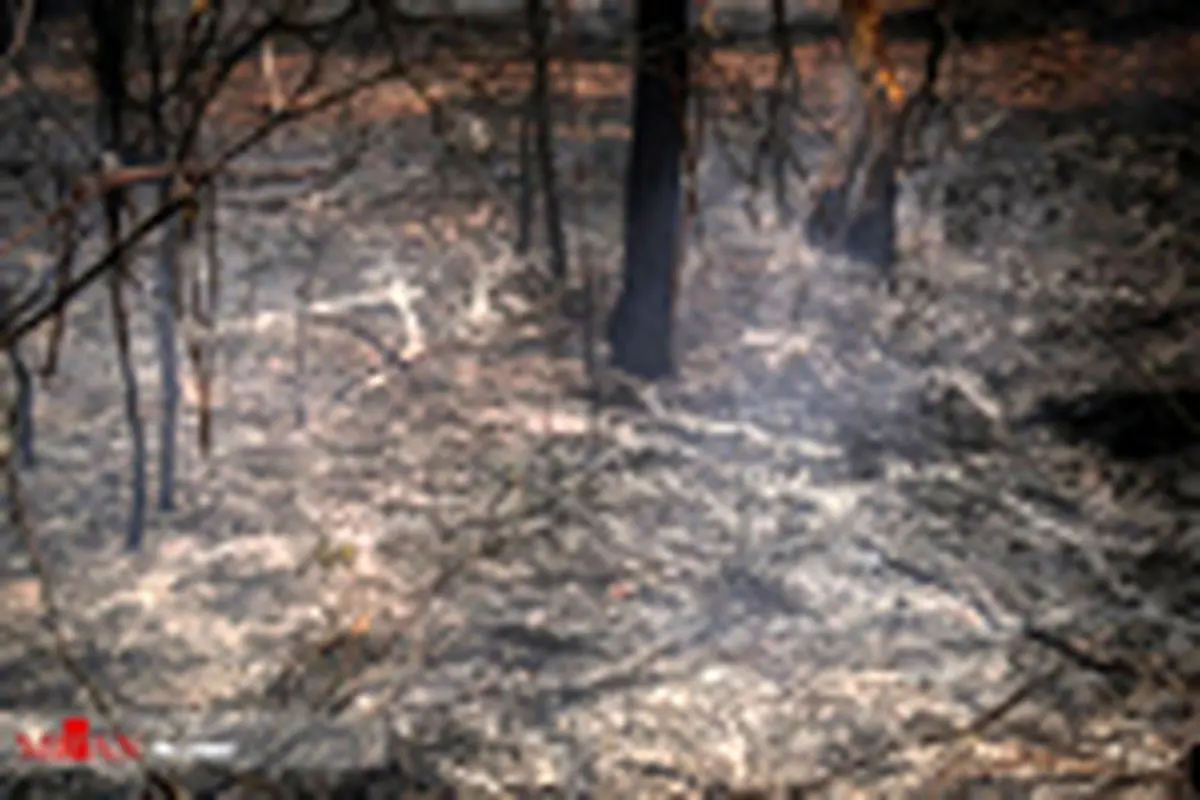 جنگل‌های استرالیا همچنان در آتش