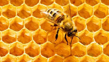 فواید و کاربرد‌های بره موم زنبور عسل