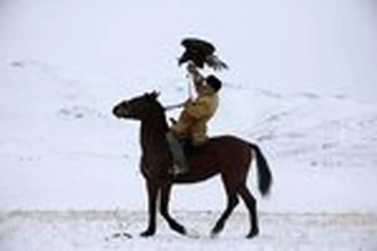 نمای دیدنی از پرواز عقاب