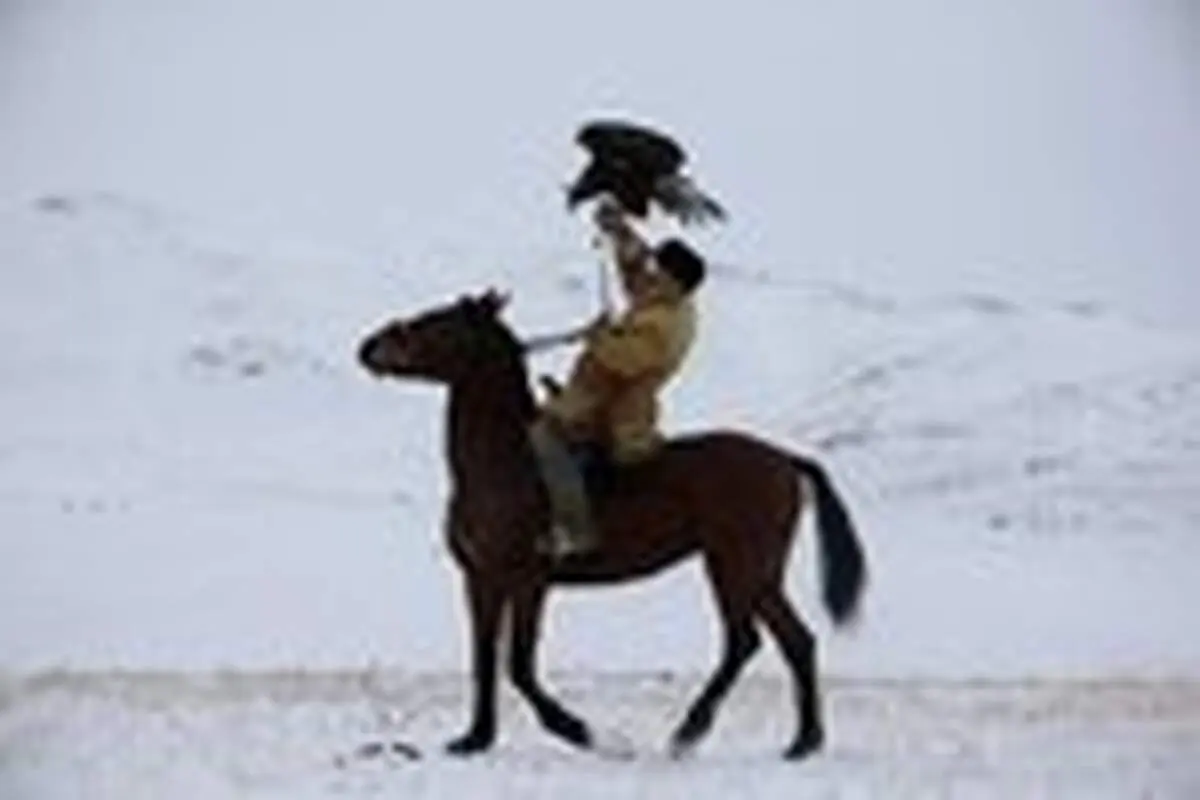 نمای دیدنی از پرواز عقاب
