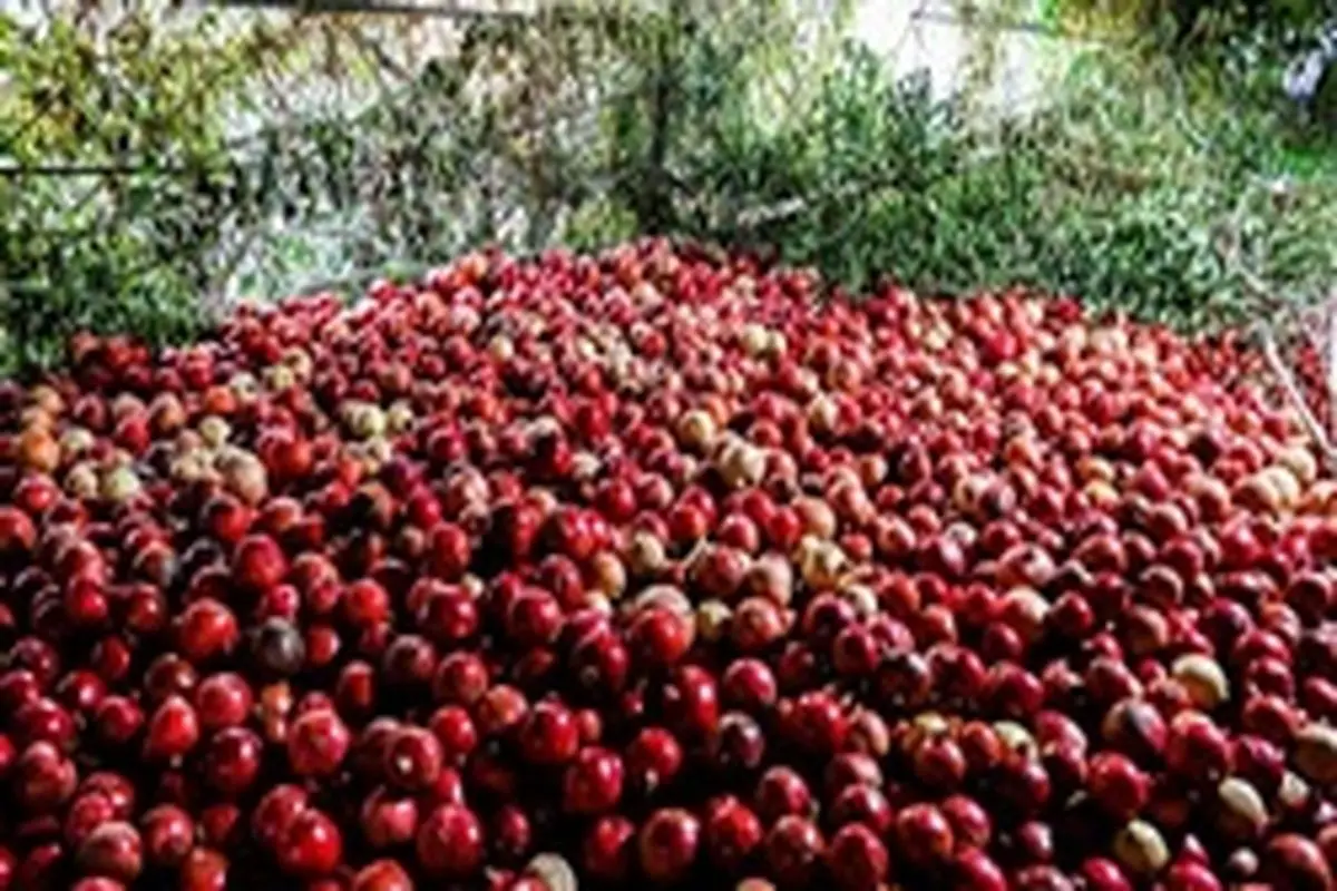 قیمت میوه‌ها در آستانه یلدا اعلام شد