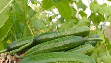 با مصرف این میوه از بوی بد دهان خلاص شوید