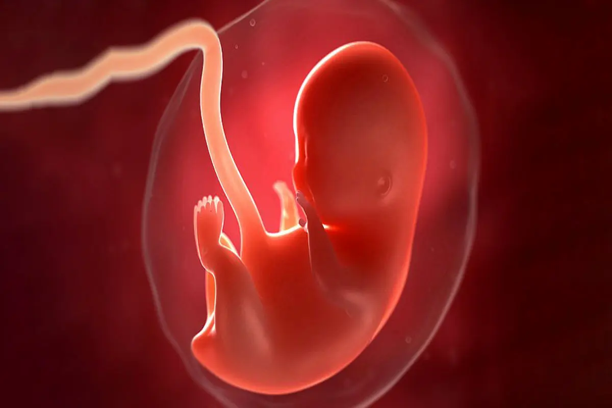 عواقب توقف رشد جنین در رحم چیست؟