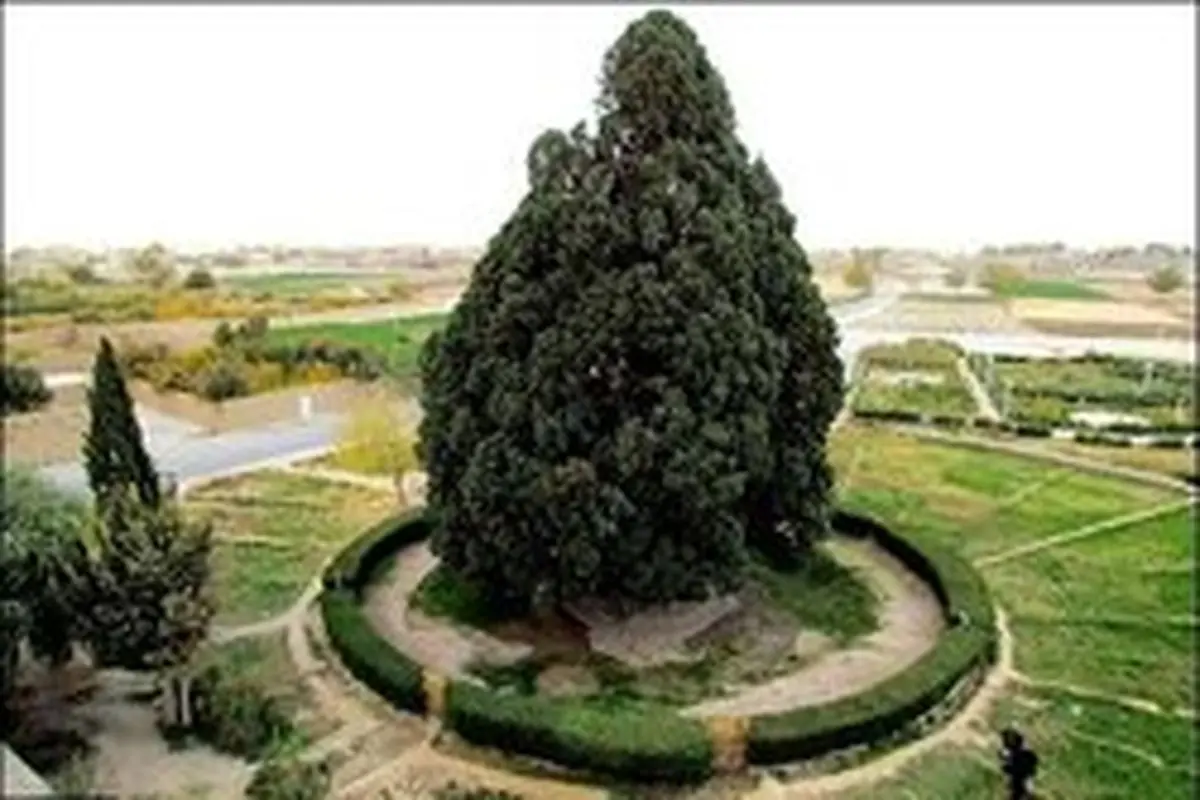 آیا حضرت آدم پیرترین درخت ایران را کاشته است؟