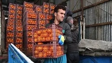 گوجه فرنگی ۴ هزار تومان ارزان شد