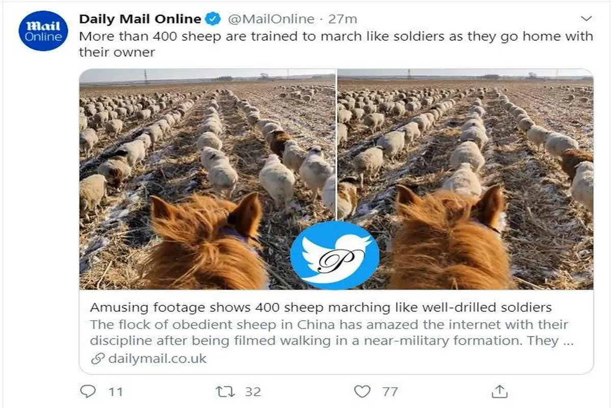 آموزش سربازی به گوسفندان+عکس