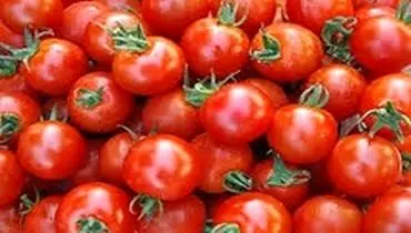 تب قیمت گوجه فرنگی فروکش کرد +جزئیات