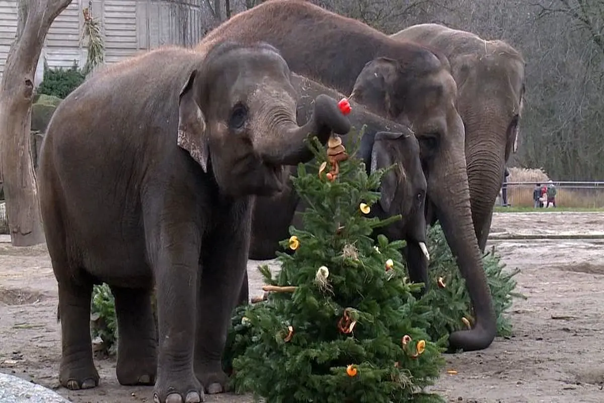 ویدیو| جشن کریسمس در باغ وحش برلین