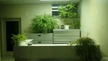 وجود گیاه آپارتمانی در محل کار موجب کاهش استرس می‌شود