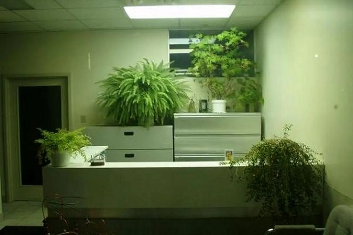 وجود گیاه آپارتمانی در محل کار موجب کاهش استرس می‌شود