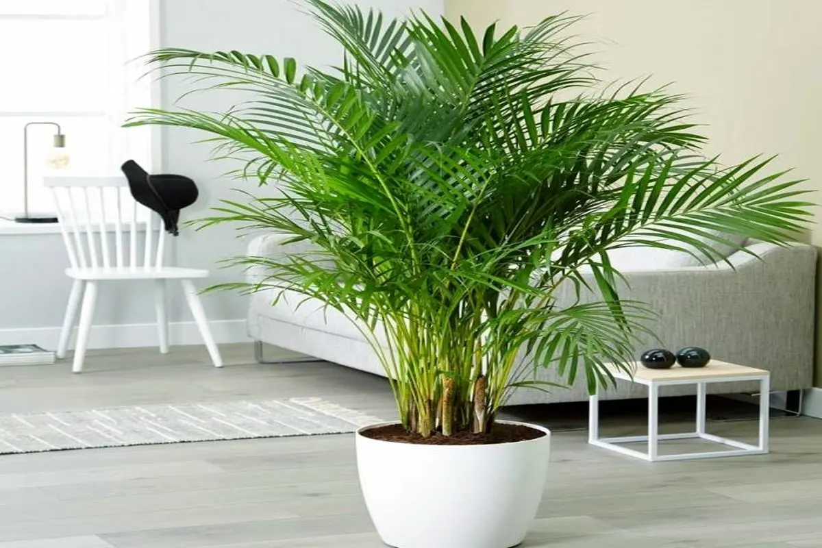 بهترین گیاه آپارتمانی برای دفع آلودگی هوای خانه