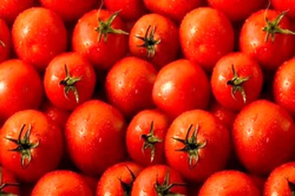 افزایش ١٧١ درصدی قیمت گوجه فرنگی در آذرماه
