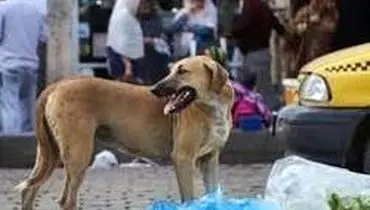 یک سگ، ۶ نفر را در یزد روانه بیمارستان کرد
