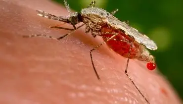 از بیماری مالاریا چه می‌دانید؟