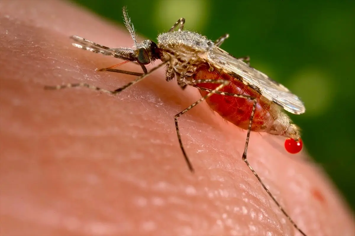 از بیماری مالاریا چه می‌دانید؟