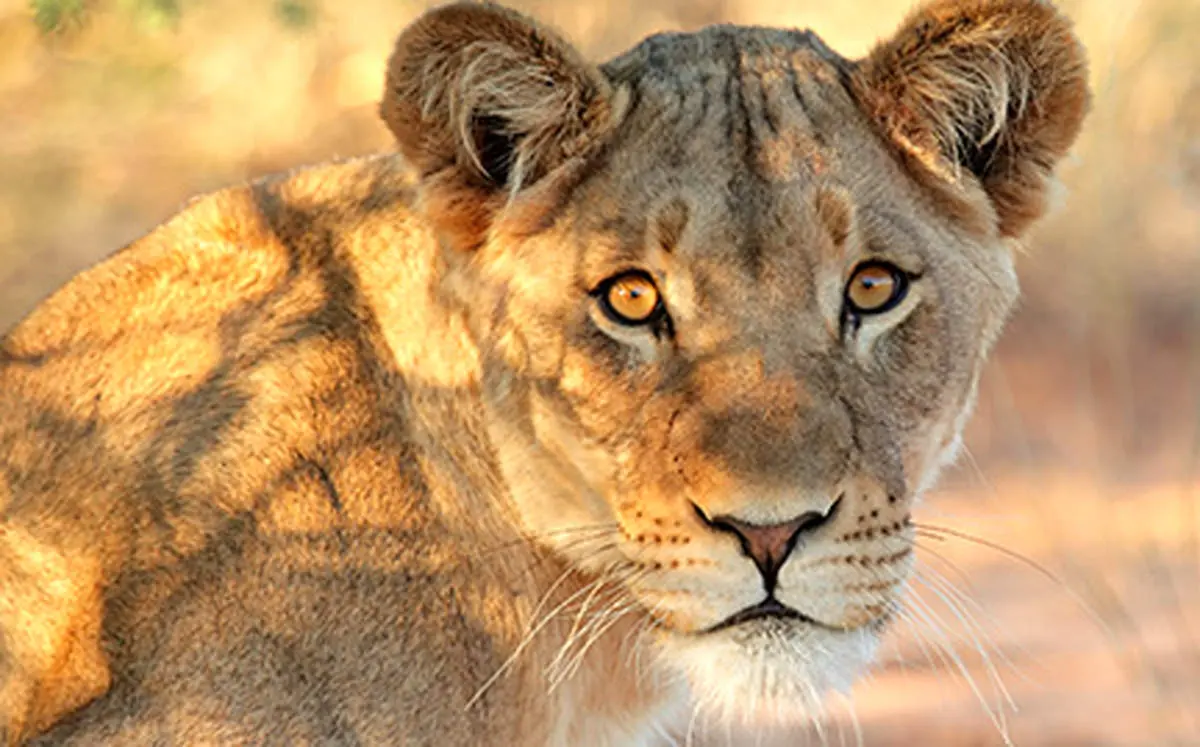 ویدیو| حمله شبانه شیر به گله گاو‌ها در هند