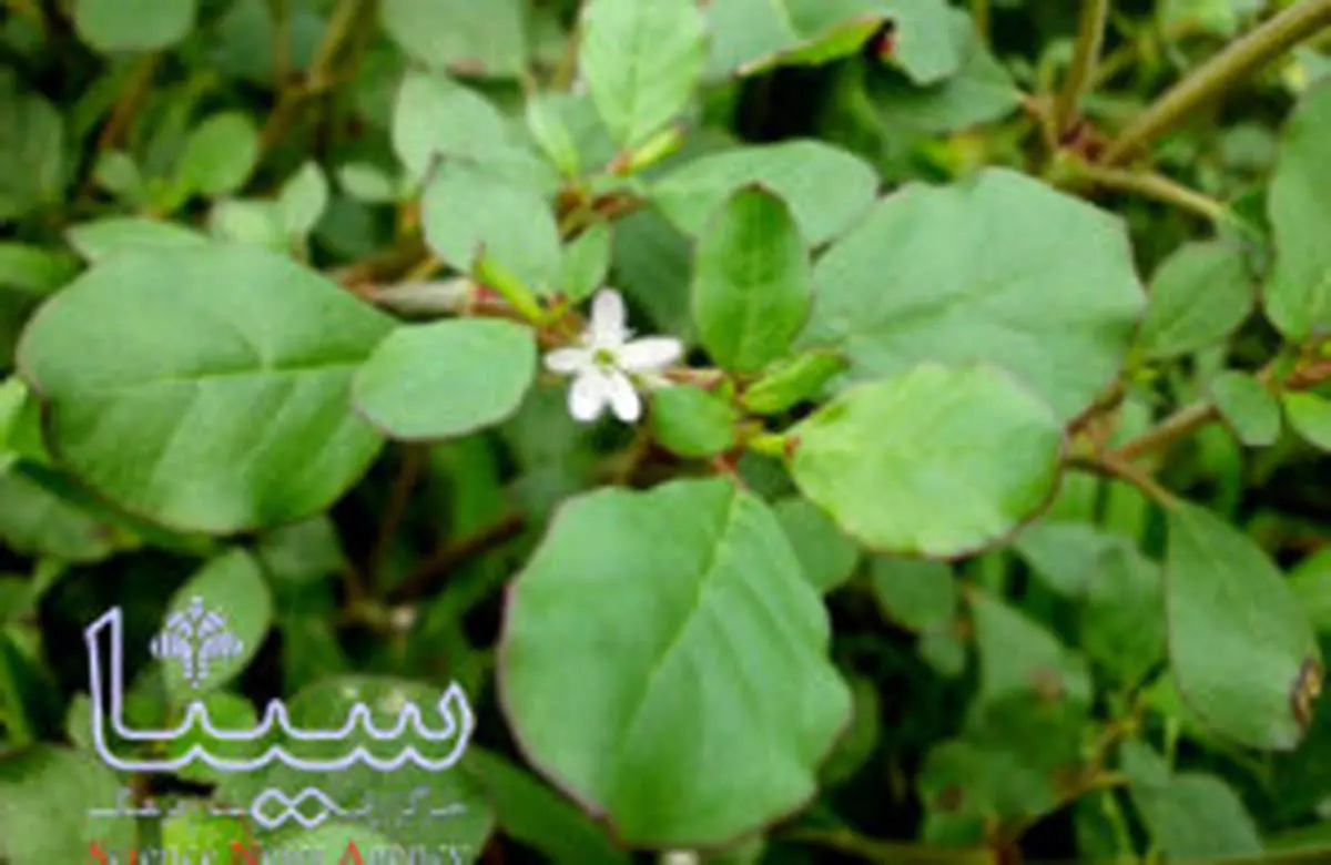 رفع دردهای شکمی با خرفه سا
