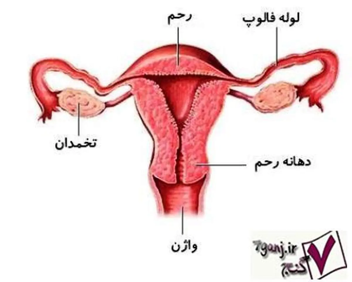 ۱۰ بیماری شایع رحم در زنان + علائم و روش‌های تشخیص