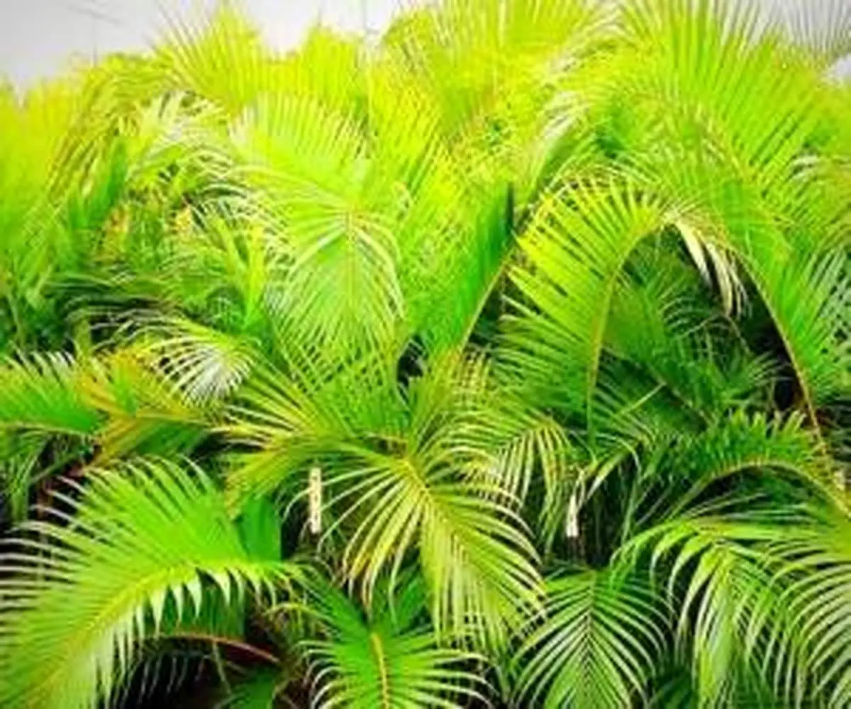 گیاه نخل گربه با چه شرایطی سازگار است؟