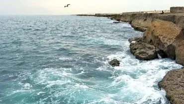 مشاهده یک موجود عجیب در آب‌های خلیج فارس! + فیلم

