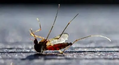 پیامدهای انقراض پشه‌ها؛ نقش پشه در زنجیره غذایی و سلامت انسان 