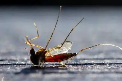 پیامدهای انقراض پشه‌ها؛ نقش پشه در زنجیره غذایی و سلامت انسان 