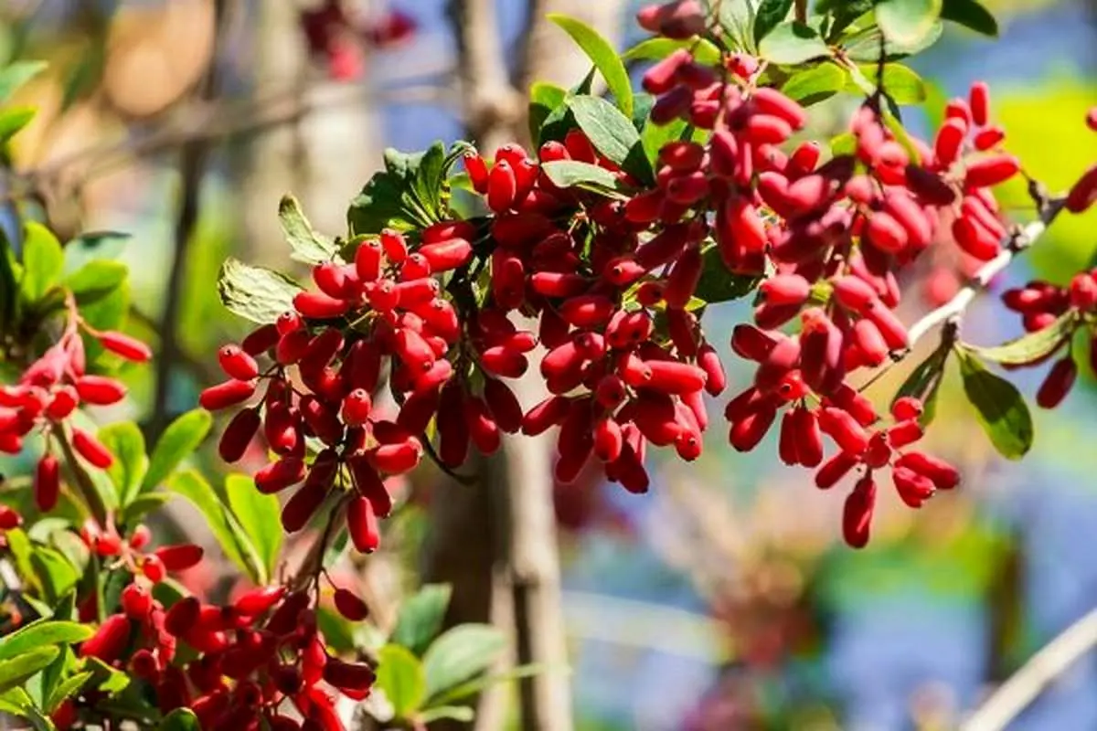 ترکیب شیمیایی «بربرین» از عود مجدد ورم روده پیشگیری می‌کند