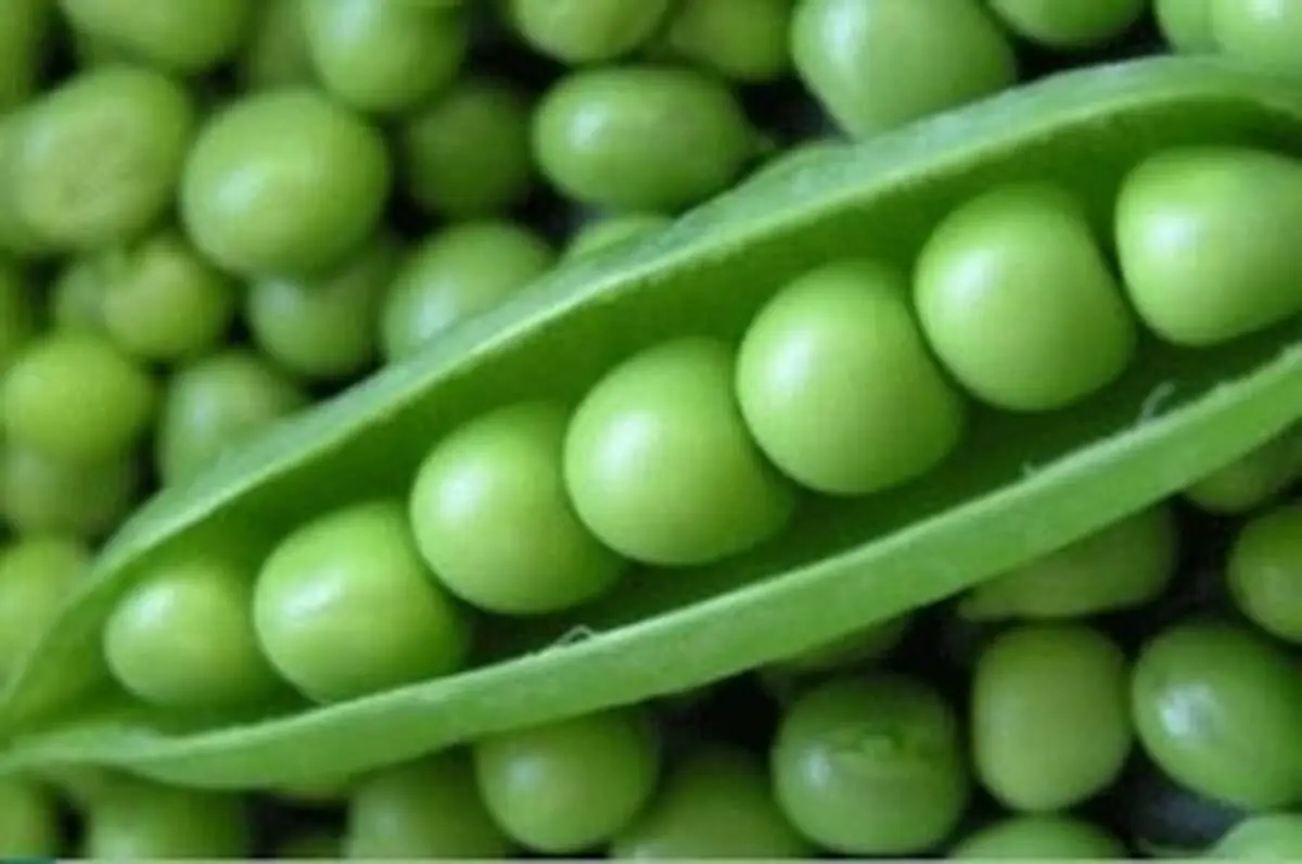 چندین دلیل خوب برای مصرف نخودفرنگی