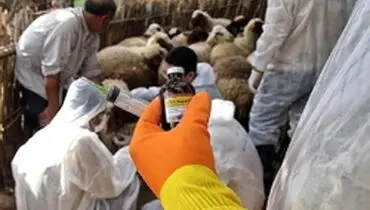 وزارت جهاد کشاورزی: یک میلیون رأس دام در سیستان و بلوچستان درگیر سیل هستند
