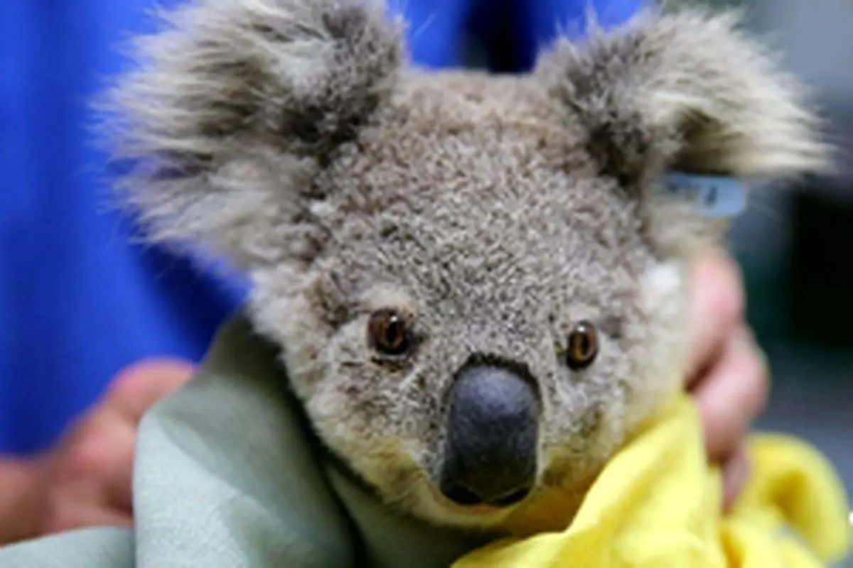 معالجه حیوانات آسیب دیده در آتش سوزی استرالیا با کمک «عسل مانوکا»