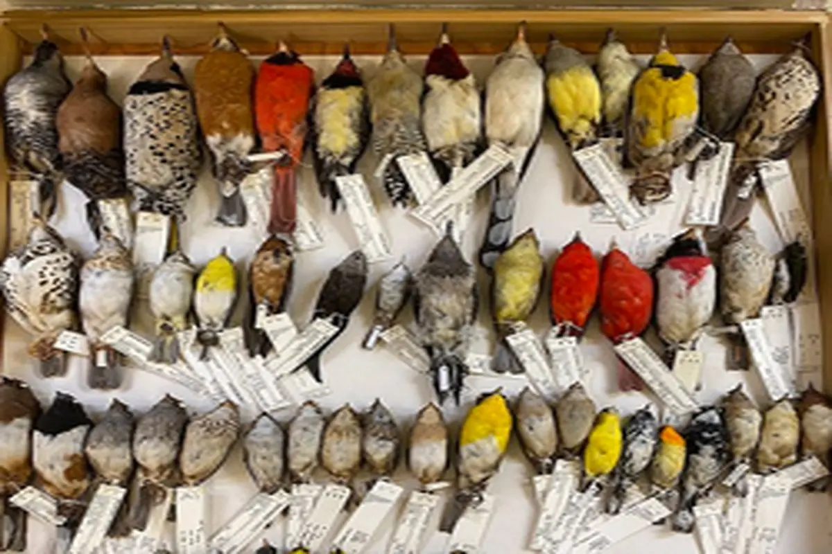 تصاویری از مرگ پرندگان بر اثر تغییرات آب و هوایی