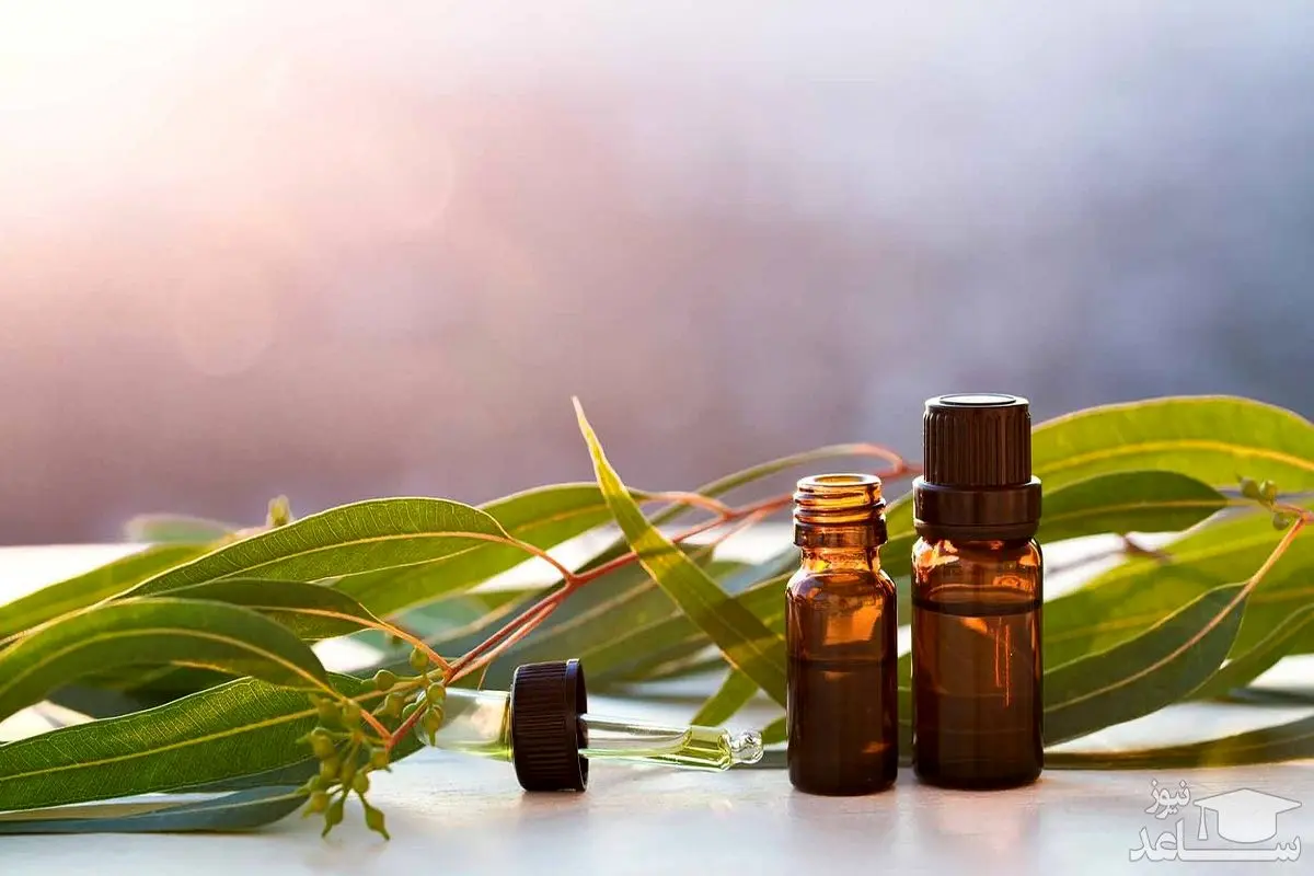 استفاده بی رویه از اکالیپتوس چه بلایی سرتان میآورد؟