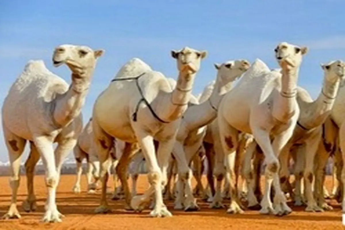 تب و تاب عجیب جشنواره شتر در عربستان +تصویر