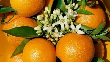 از تمام قسمت‌های این میوه می‌توانید استفاده کنید؛ از گل تا پوست