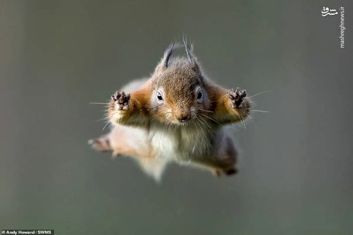 پرش دیدنی یک سنجاب +عکس