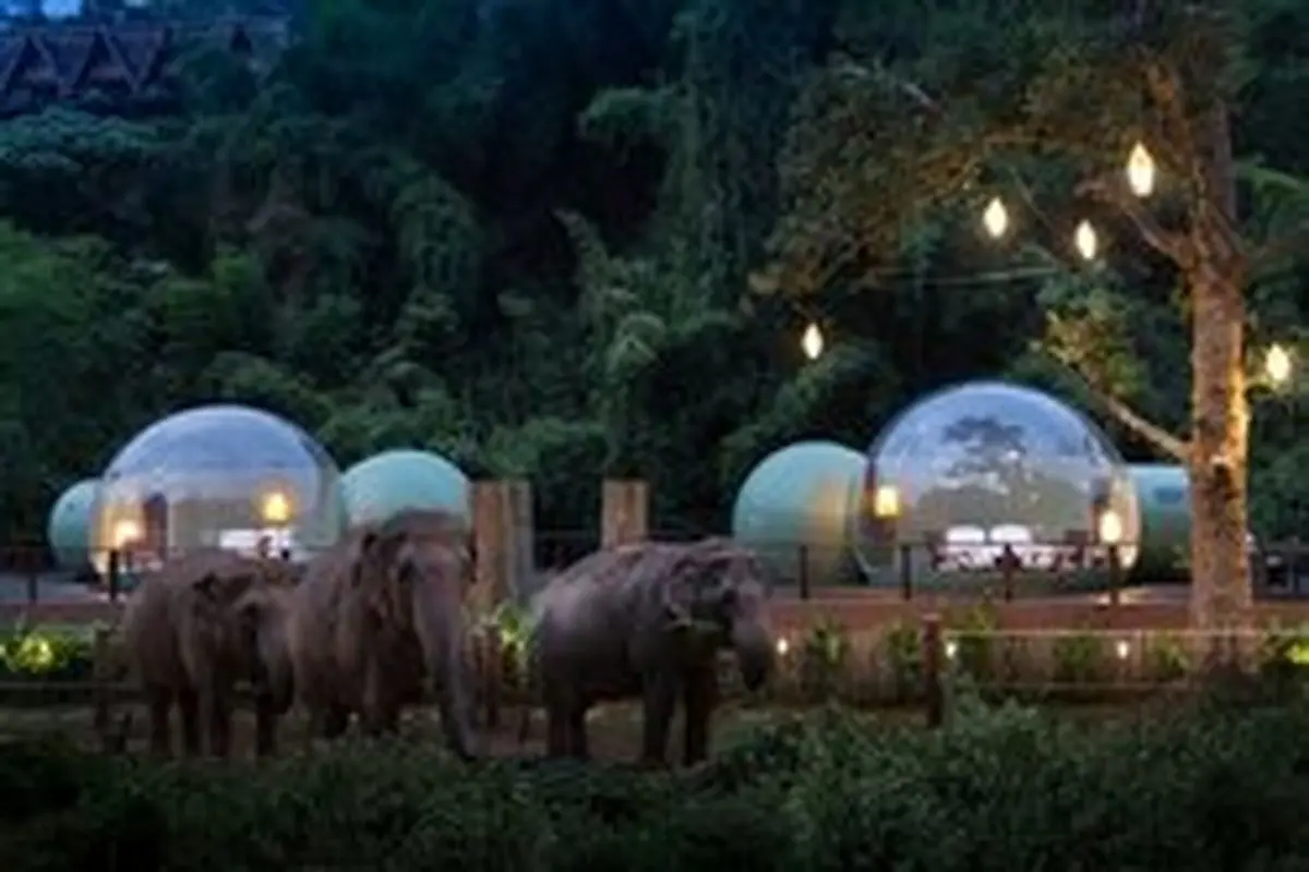 راه اندازی هتل جنگلی حبابی برای همنشینی با فیل‌ها+تصاویر