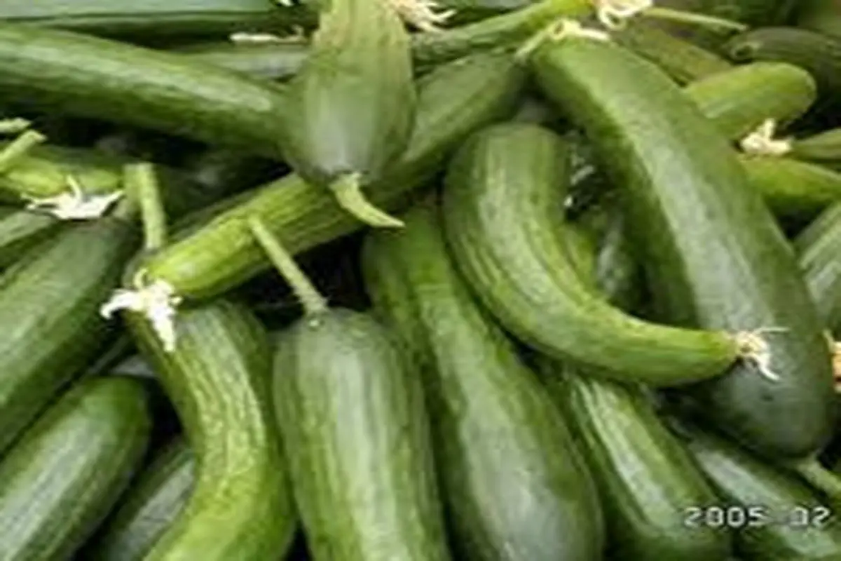۸ نوع سبزی برای کاهش قند خون دیابتیها
