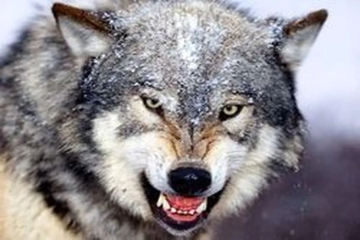 هر آنچه باید درباره گرگ‌های ایرانی و زیستگاهشان بدانید