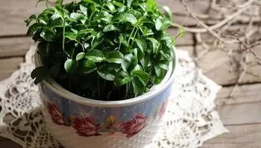 نحوه کاشت مرکبات برای سبزه عید