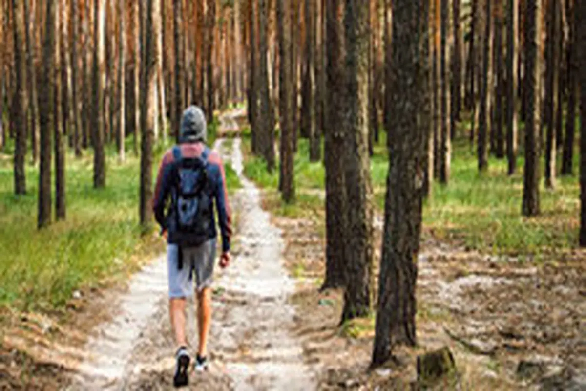 روش‌های پیدا کردن مسیر در جنگل